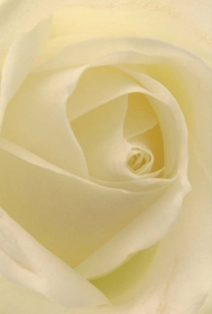 From close up, this pure white rose is an ode to tranquility and refinement, crafted with care by one of Upminster's trusted florists. Each petal, soft and creamy, catches the ambient light as if softly illuminated from within-echoes of peaceful spaces like Hall Lane's garden walks and the historic town centre in the early hours. Subtle transitions between white, pearl, and cream create a visual harmony, setting off the intricate layering that makes each rose a study in elegance. You can sense the purity and resilience radiating from the bloom's spiral core, making it an ideal choice for heartfelt apologies, anniversaries, or a centrepiece at a wedding hosted just steps from Upminster's churches and green commons. Lingering on the image, you almost catch the clean, gentle fragrance that soothes and uplifts, much like returning home to Upminster after a journey. Every detail is meticulously composed, from the perfect petal formation to the gentle interplay of shadows, reflecting this community's appreciation for quality and the long-standing artistry behind every floral arrangement. The result is a rose that not only looks beautiful, but carries with it a sense of grace, peace, and local pride.